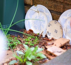 欠けた食器の使い道｜庭に置いて楽しんでいます