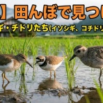 いきもの大好き！chunchunblog