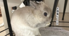 うさぎのルリ(10/28追記)