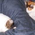 猫に小判を与えたら。 埋蔵金：千八百八拾四両　それがわかっておってかぁ・・・。