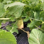 「はたけの学校」菜園日記