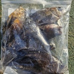 神島観光汽船　釣果(運航)情報