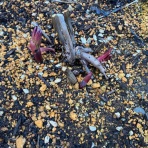 atelier_aimu  100year's bear ☆pi