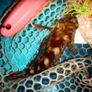 3AUG2025 SUP釣り日報