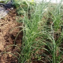 玉ネギ苗定植完了