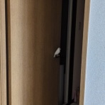 白文鳥のぴーちゃんの記録