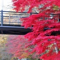 紅葉狩りドライブ🍁紅の吊橋...他