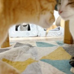 猫々