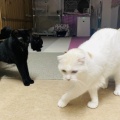 Megさんのお当番日記『堪忍袋の緒が切れる』。