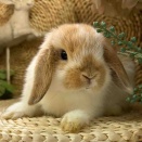 ⭐︎4月25日の子うさぎ情報⭐︎