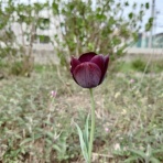 かないてつやのお花写真