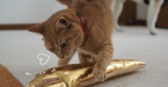 その後の黄金のウツボ