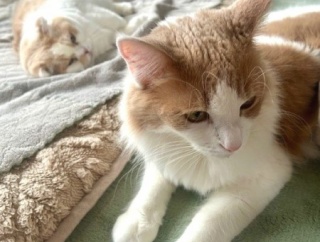 「小さな猫ベッドには入れないよ」と大きな猫に言ったら・・・