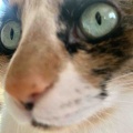 お目めまん丸