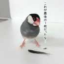 レモン文鳥になったのか否か
