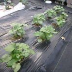 Enjoy in 菜園