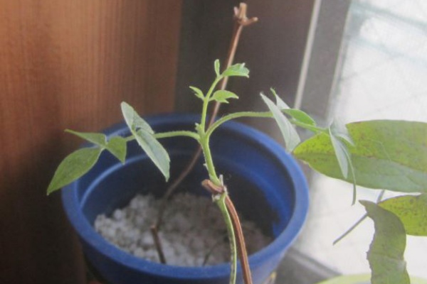 となりのにわ 青とんぼ