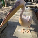 大きな口の大きな鳥さん