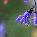 雨音はショパンかベートヴェンか