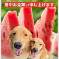 ジョニーです〜💕💕暑中お見舞い申し上げます