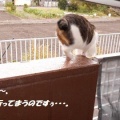猫に小判を与えたら。 埋蔵金：千八百八拾両　もぉ～勘弁してくれぇ～。