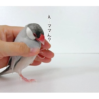 異論は受けつけません