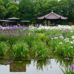 船と花と風景と
