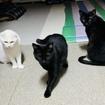 annex ニャンコのずっとのお家探し。