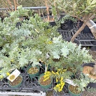 爽やか～な自家製レモンシロップでレモンスカッシュ＆園芸やさんの創業祭