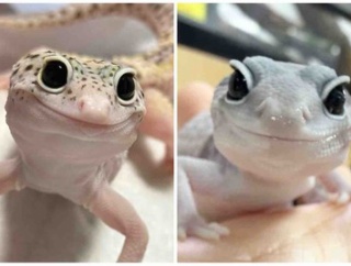 レオパ＆ニシアフ 在庫紹介