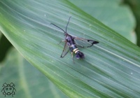 ヒマかもしれない擬態の話 ６ ベイツ型擬態のまとまりのない話 ちょっとだけ不思議な昆虫の世界 ３