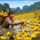 Harvesting 1000+ Frogs and Taking Them to Market to Sell | Caring for a Beehive in the Garden