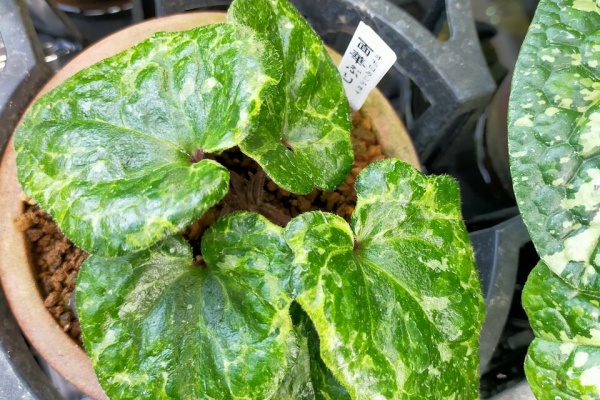 シ*エ様 カンアオイ 雨蛙 カンアオイ属 Asarum – ざっそう屋