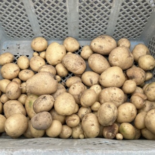 向島ポンポコ日記