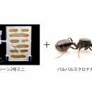 バルバルスクロナガアリと蟻マシーンセット