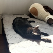 原型がなくなった猫の呼び方