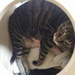 みゅうたんとびったん 猫日記