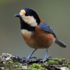 『投稿：公園で見られる野鳥たち　2025/01/21』の画像