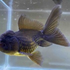 『🐟金魚•メダカ入舎情報‼️』の画像