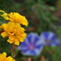 ベランダに咲く花