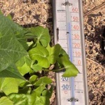 ブッチャケ(ぶっ鮭）日記