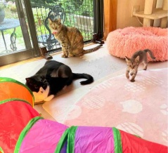 ちび猫、我が家のルールを絶賛勉強中！