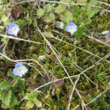 『「苔の聖地」栗原の春』の画像