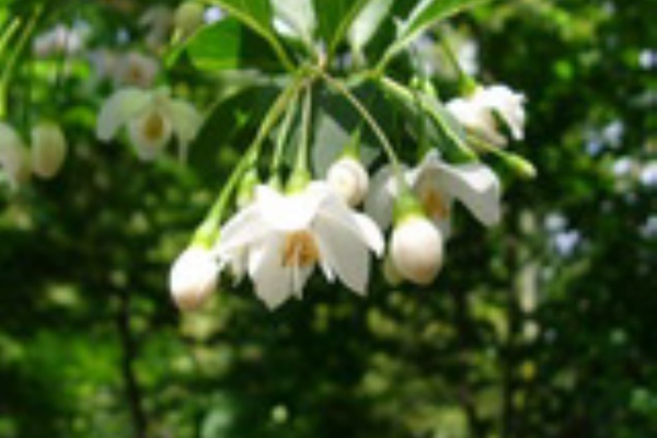 呉羽山の植物たち