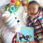 柴犬　もこもこももこ の　大冒険  !?