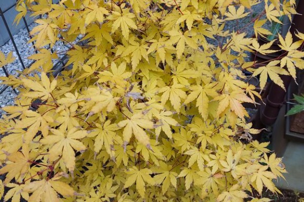 珊瑚 閣 珊瑚シリーズ 7 サンゴカクモミジ 珊瑚閣紅葉 科技研花图画书