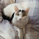 もしかして私から逃げていたのかポン太？と、カラー付きオリーブお豆つくりました。