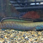 『12月2日(土)熱帯魚入荷情報✨』の画像