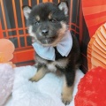 柴犬ちゃん🐶