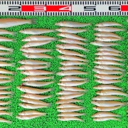2025年7月9日　釣果